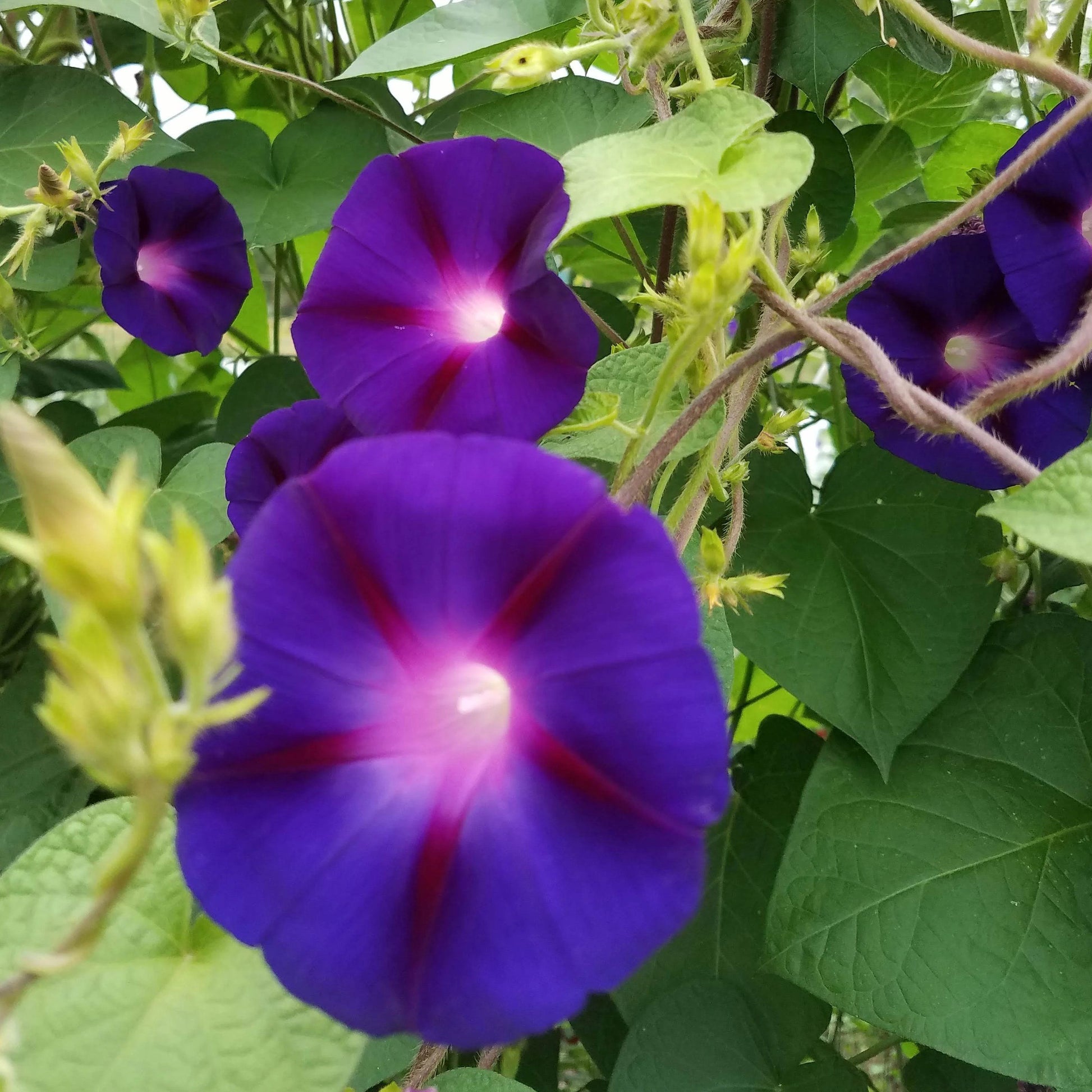 Kniola's Purple Morning Glory vendor-unknown