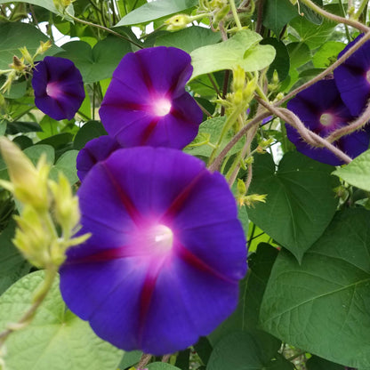 Kniola's Purple Morning Glory vendor-unknown