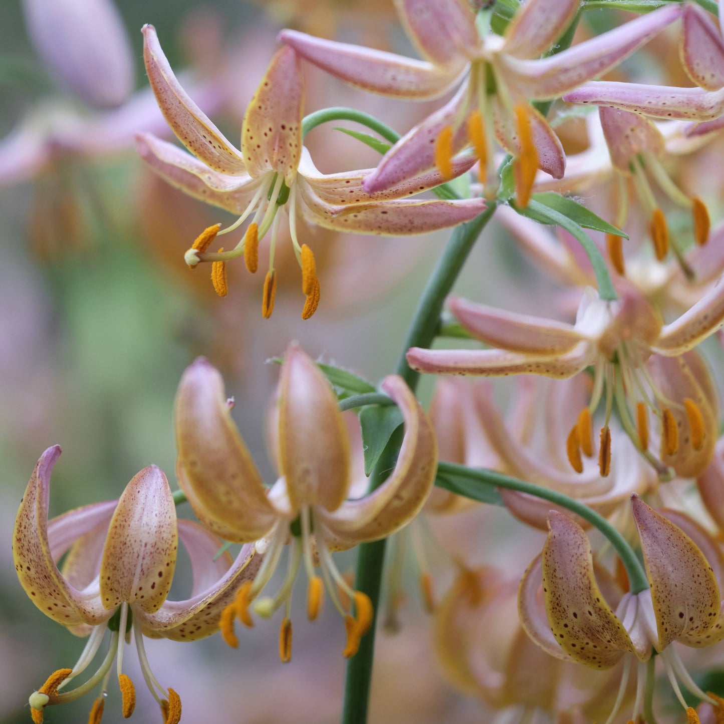 Lily martagon 'Fairy Morning'