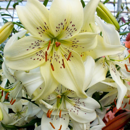 Asiatic Lily 'Sweet Surrender'