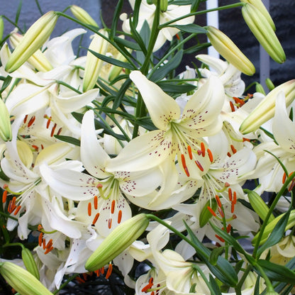 Asiatic Lily 'Sweet Surrender'