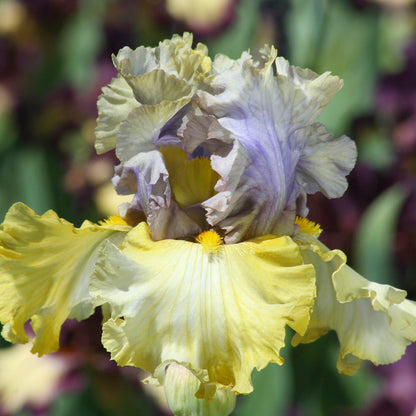 Bearded Iris 'Let Evening Come'