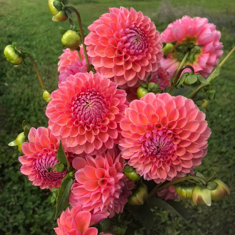 Linda's Baby Dahlia Tuber