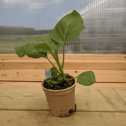 Listada di Gandia Eggplant Seedlings