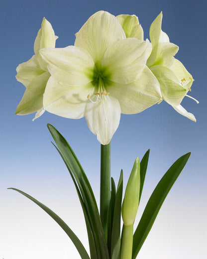 Dutch Amaryllis 'Luna'
