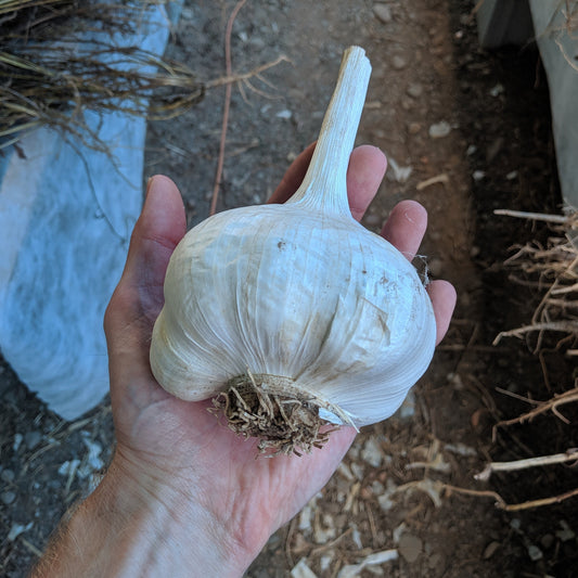 Elephant Garlic – vegetables product