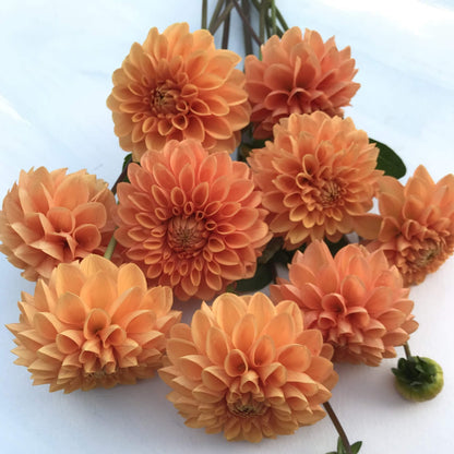 Maarn Dahlia Tuber vendor-unknown