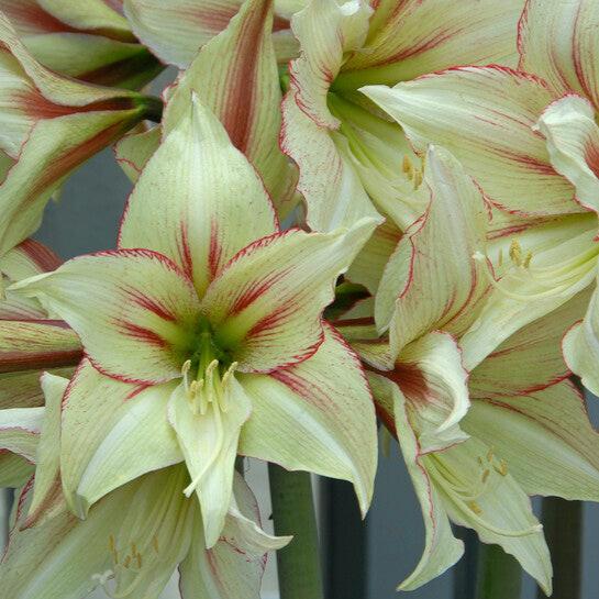 Dutch Amaryllis 'Magic Green'