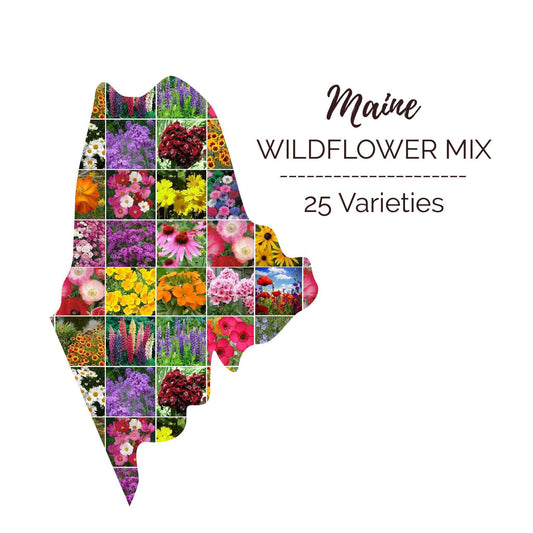 Graphic of the outline of the state for Maine Wildflower Seed Mix that contains images of the flowers in the mix