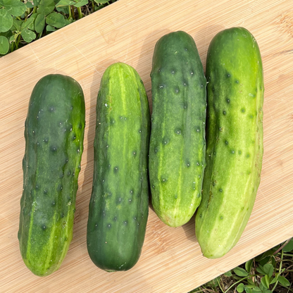 Marketer Cucumber