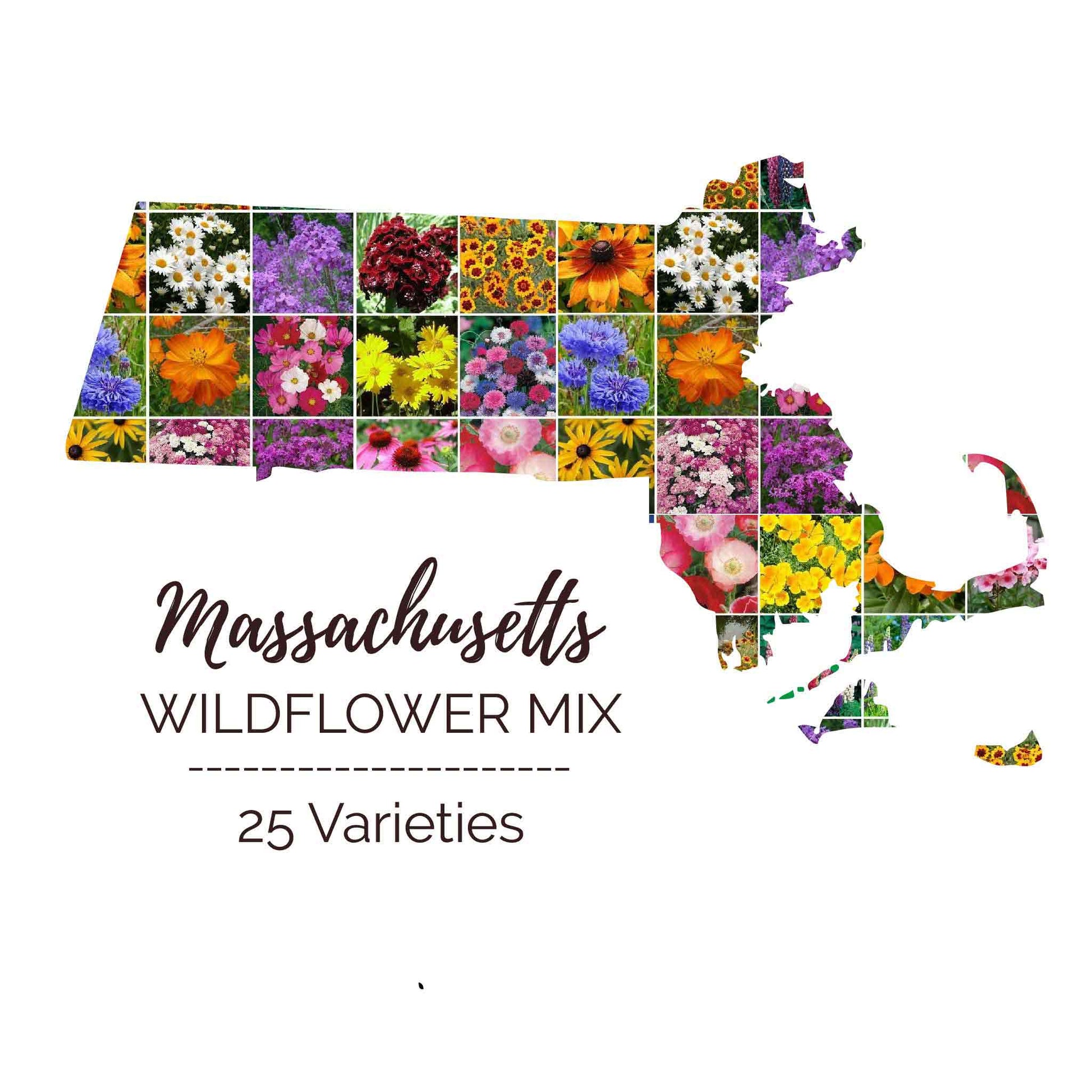 Graphic of the outline of the state for Massachusetts Wildflower Seed Mix that contains images of the flowers in the mix