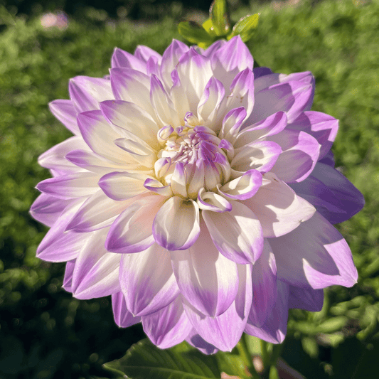 Mikayla Miranda Dahlia Tuber – spring-planted flower bulb