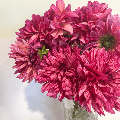 Mingus Toni Dahlia Tuber