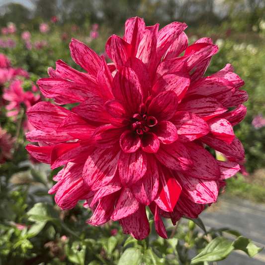 Mingus Toni Dahlia Tuber – spring-planted flower bulb