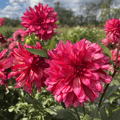 Mingus Toni Dahlia Tuber