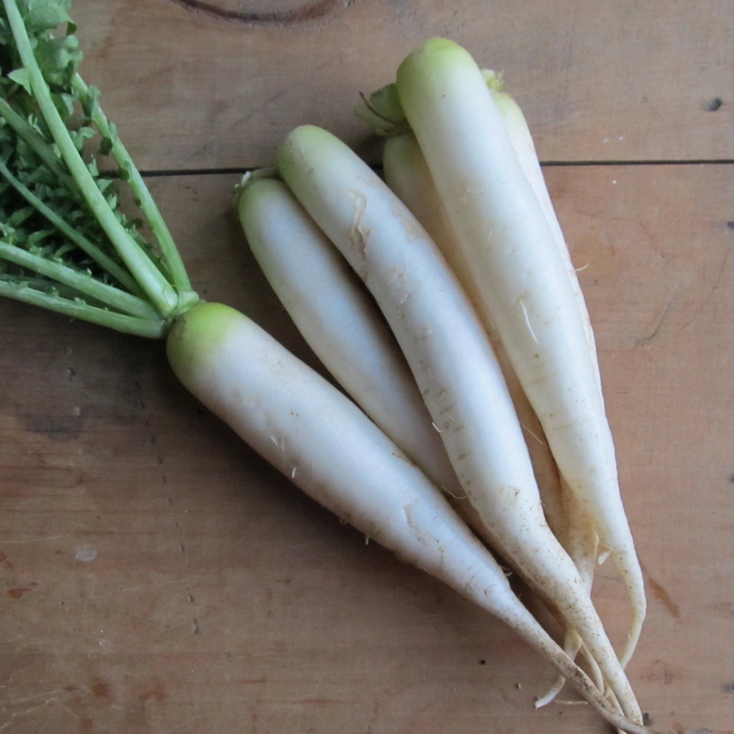 Minowase Daikon Radish vendor-unknown