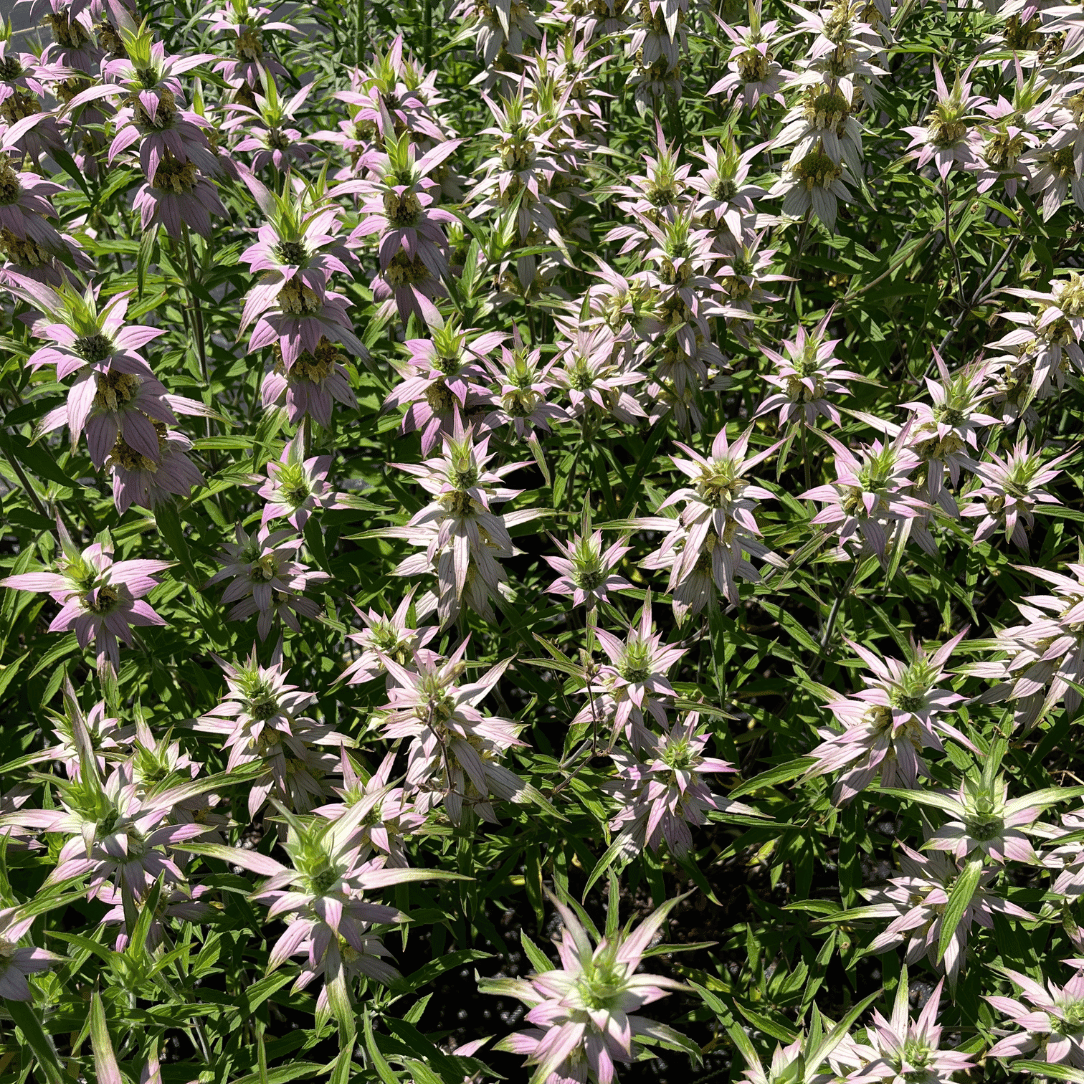Spotted Beebalm - PollinateHV Local Ecotype Seedling