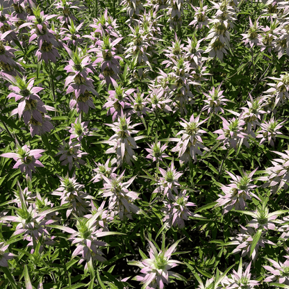 Spotted Beebalm - PollinateHV Local Ecotype Seedling