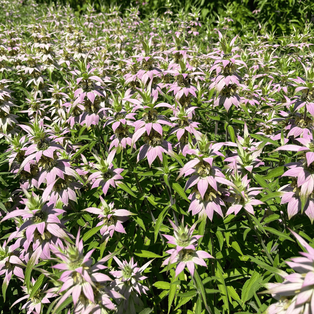 Spotted Beebalm - PollinateHV Local Ecotype Seedling