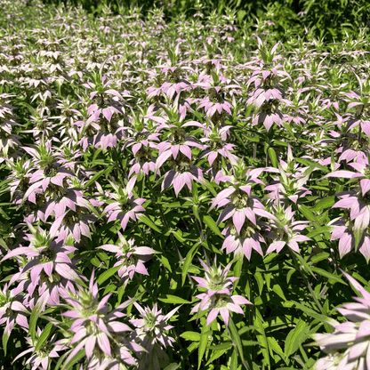 Spotted Beebalm - PollinateHV Local Ecotype Seedling