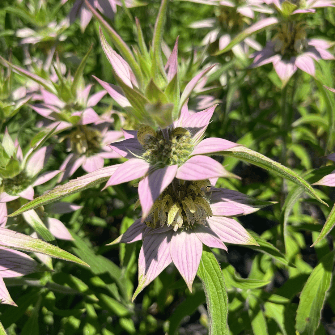 Spotted Beebalm - PollinateHV Local Ecotype Seedling