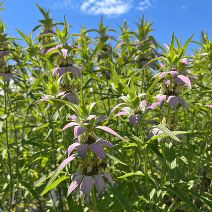 Spotted Beebalm - PollinateHV Local Ecotype Seedling
