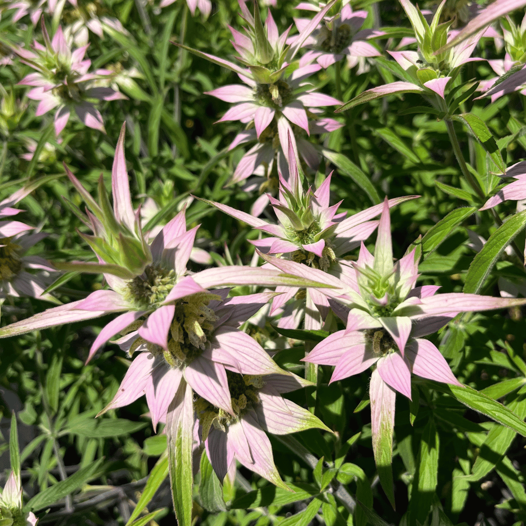Spotted Beebalm - PollinateHV Local Ecotype Seedling