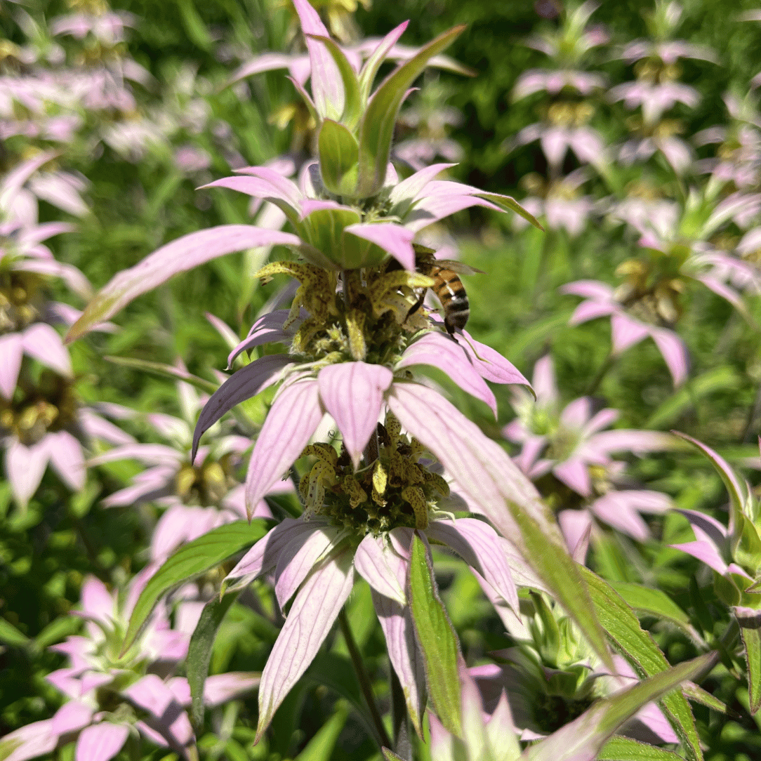 Spotted Beebalm - PollinateHV Local Ecotype Seedling