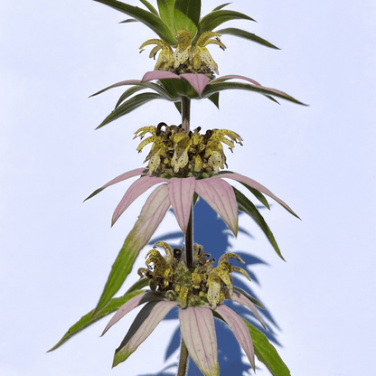 Spotted Bee Balm - PollinateHV Local Ecotype