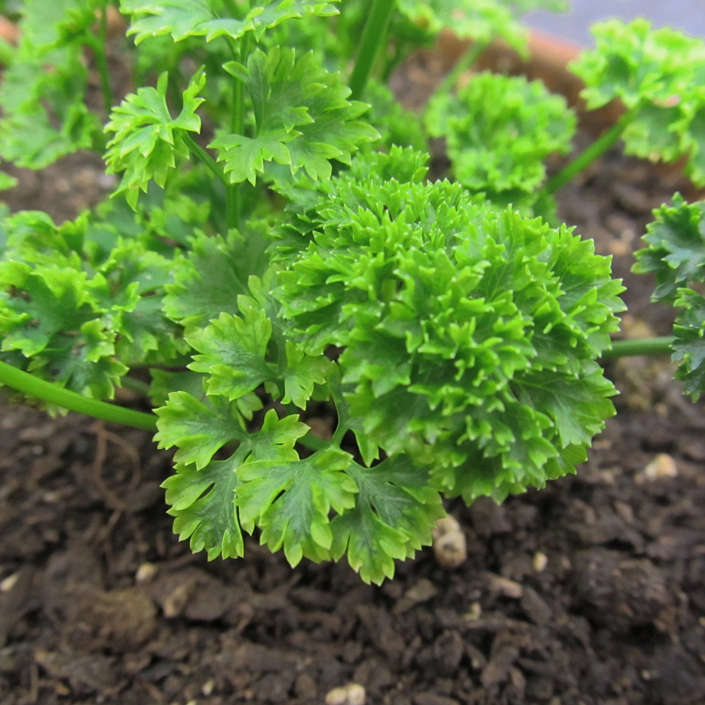 Moss Curled Parsley vendor-unknown