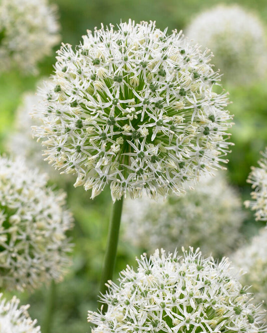 Allium stipitatum 'Mount Everest' – fall-planted flower bulb