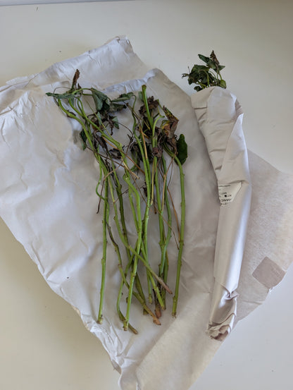 Murasaki Sweet Potato Slips