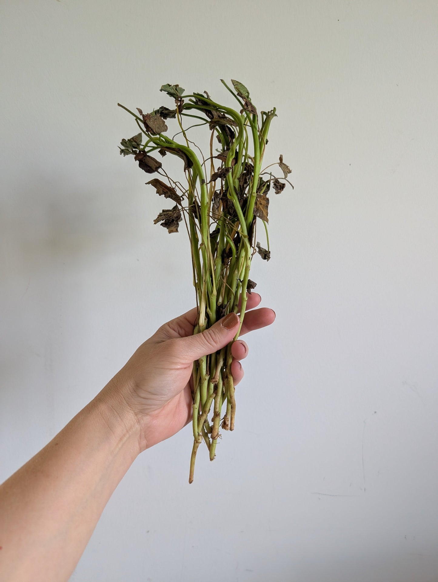 Murasaki Sweet Potato Slips