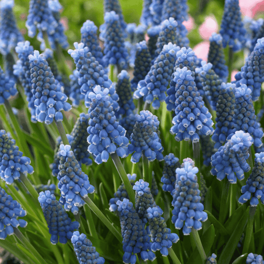 Muscari aucheri 'Blue Magic' – fall-planted flower bulb