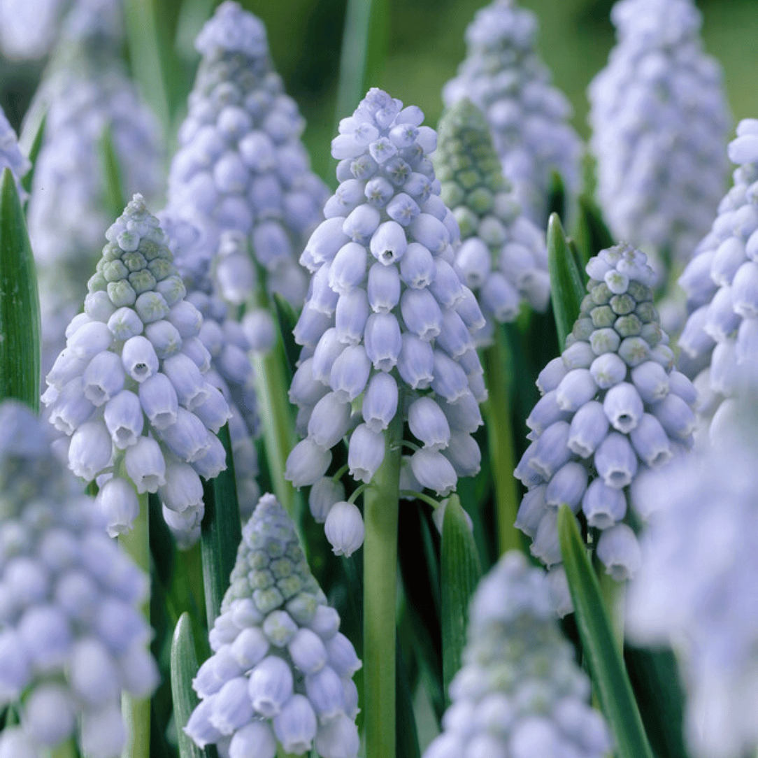 Muscari neglectum 'Valerie Finnis'