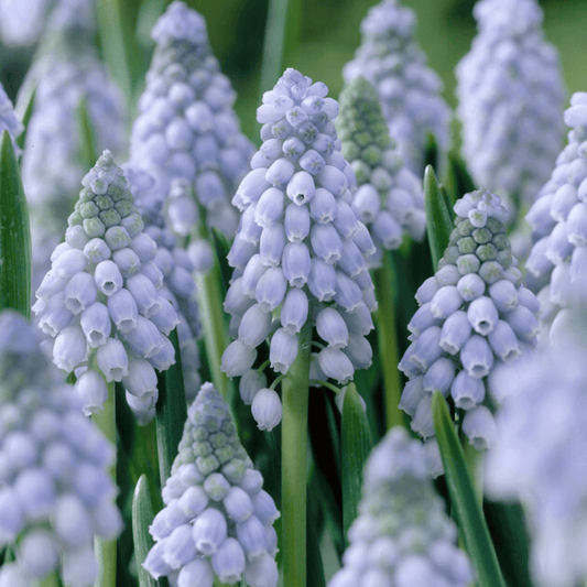 Muscari neglectum 'Valerie Finnis' – fall-planted flower bulb