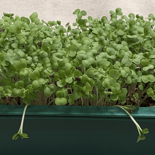 Organic Microgreens: Mustard – vegetable seed variety
