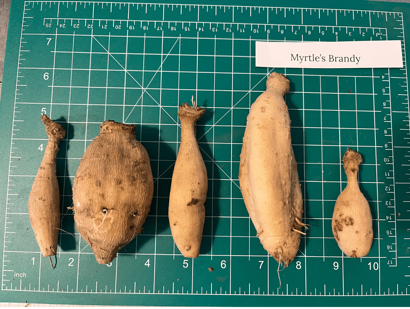 Myrtle's Brandy Dahlia Tuber