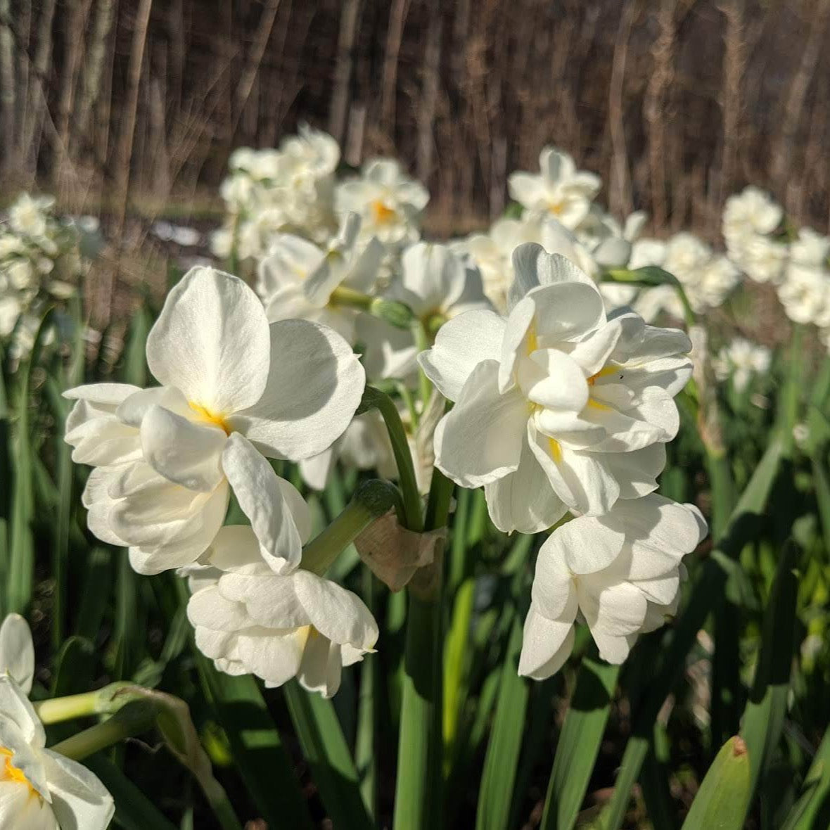 Narcissus "Bridal Crown" vendor-unknown