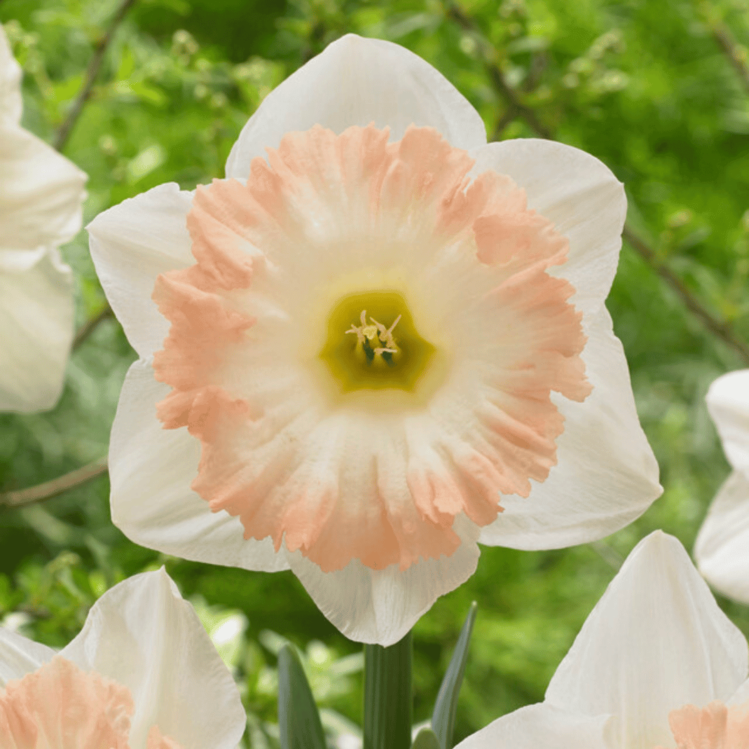 Narcissus 'British Gamble'