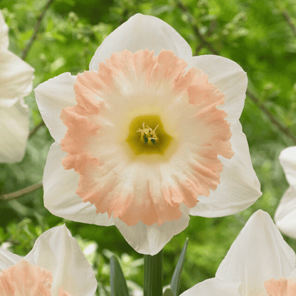 Narcissus 'British Gamble'
