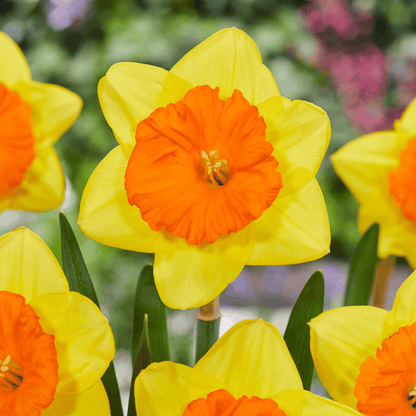 Narcissus 'Pride of Lions'