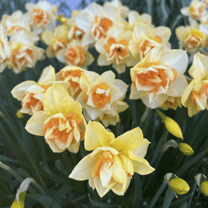Narcissus 'Sweet Ocean'