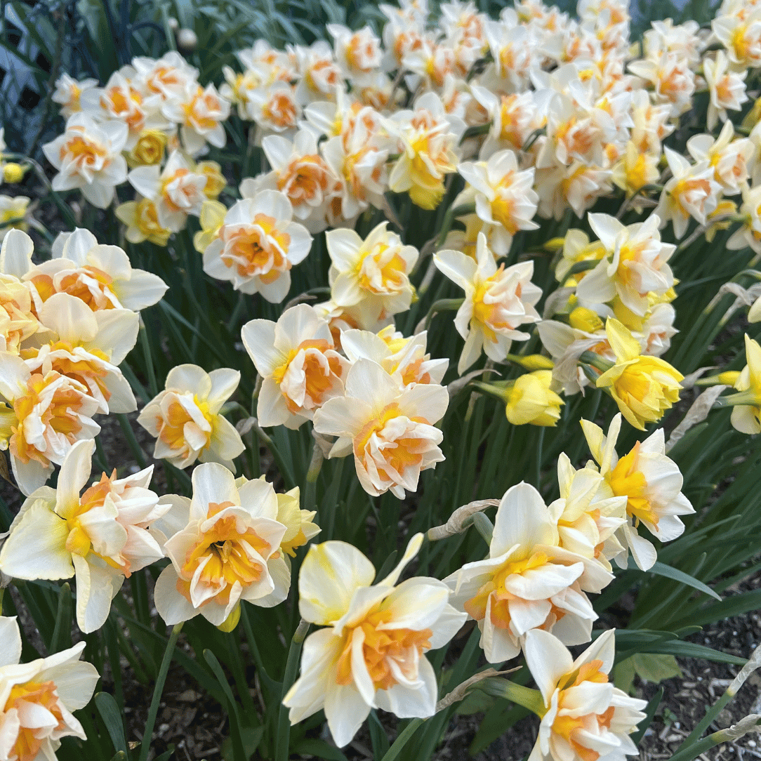 Narcissus 'Sweet Ocean'