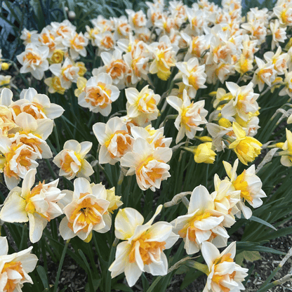 Narcissus 'Sweet Ocean'