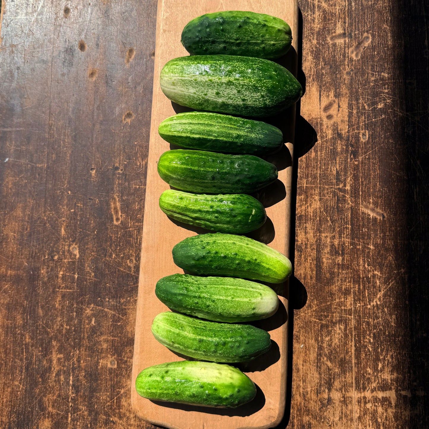 National Pickling Cucumber