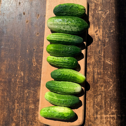 National Pickling Cucumber