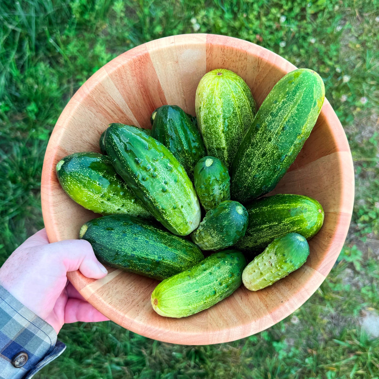National Pickling Cucumber
