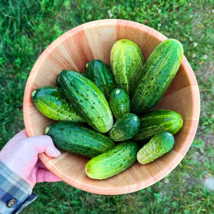 National Pickling Cucumber