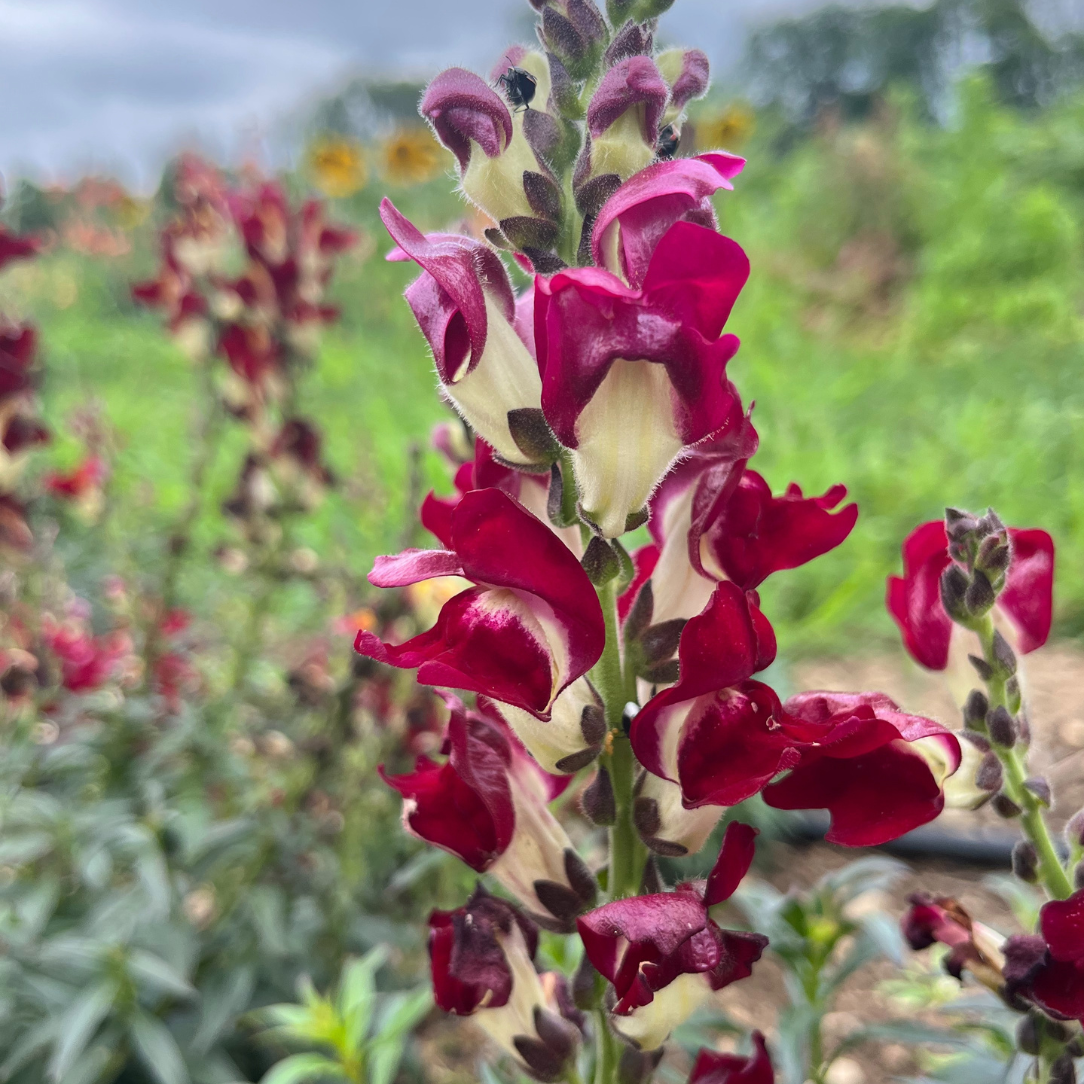 Night & Day Snapdragons Seedling